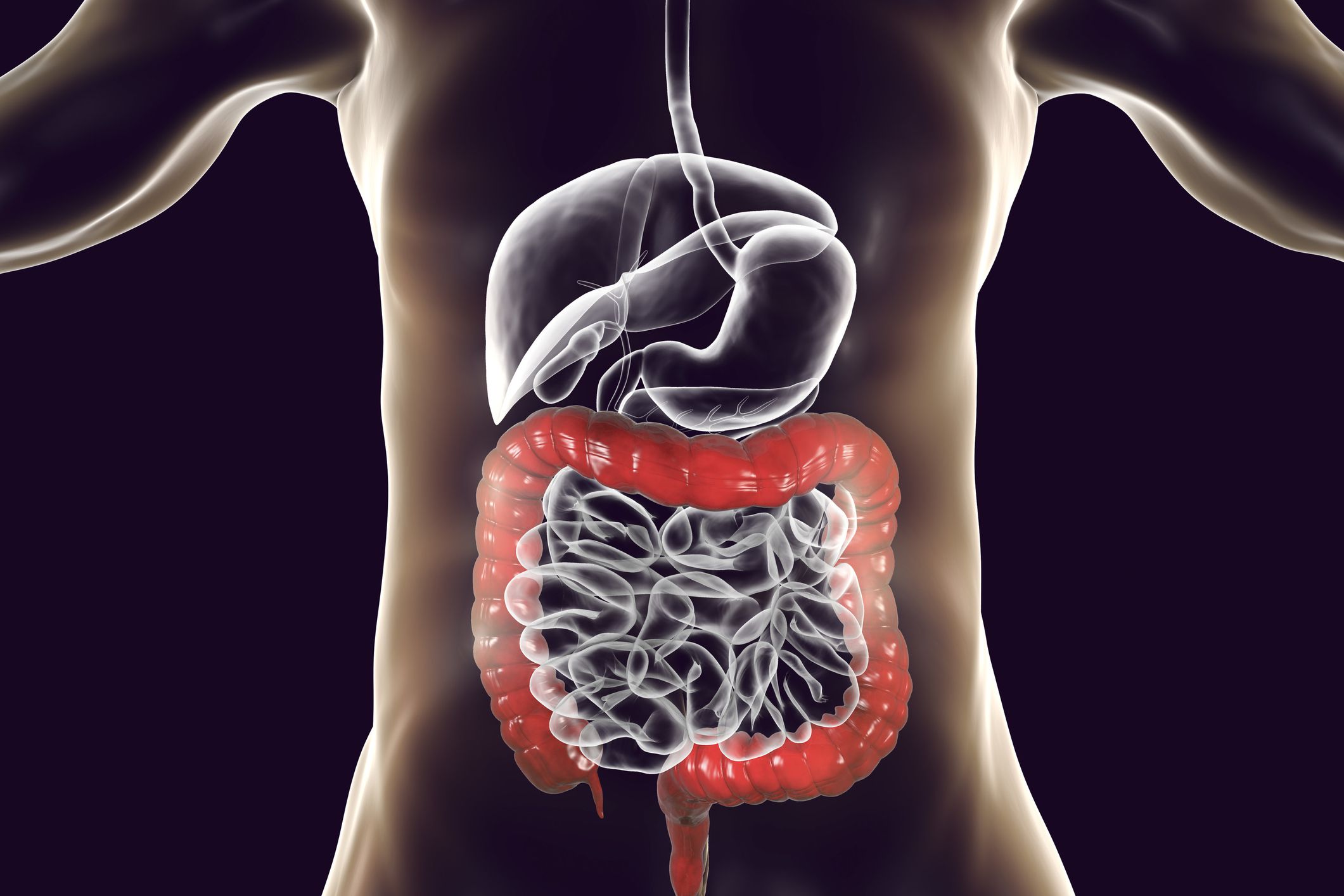 Large Intestine (Colon)- Anatomy, Functions and Conditions